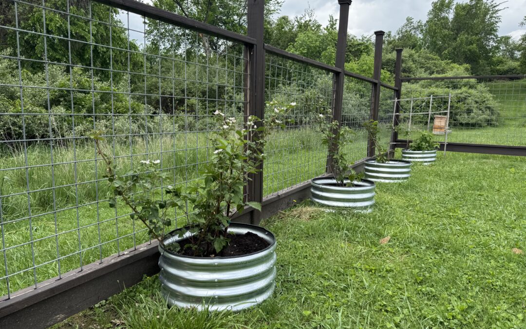 Homestead Dreams, Berry Bush Reality