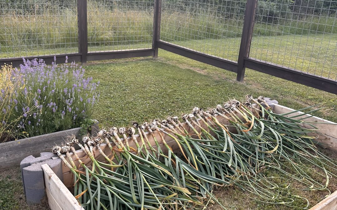 Growing Garlic